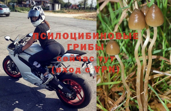 сатива Белокуриха